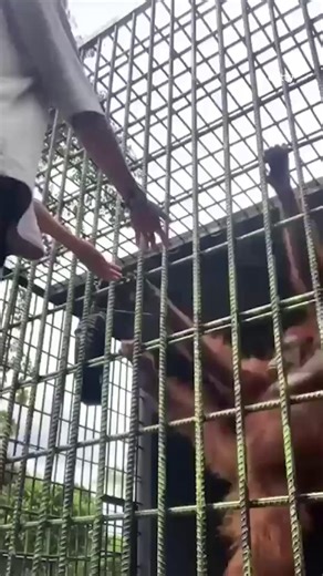 Idiotic zoo visitor attacked by Orangutan after jumping over fence | Fabulous