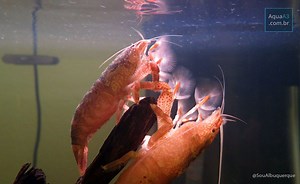 5 crustáceos fáceis para o seu aquário