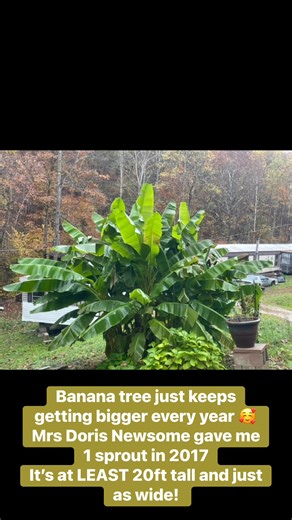 12K views · 83 reactions | Can’t wait to see how big it gets next year! | Emily F Thompson | Facebook