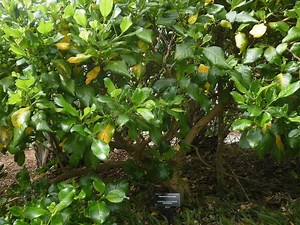 Coprosma macrocarpa - Alchetron, The Free Social Encyclopedia