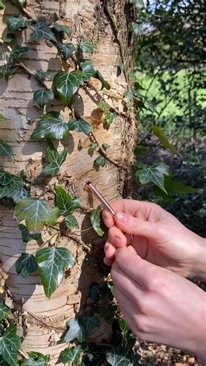 Tis the time of year when the birch sap flows and the winter body craves the nectar 🤗 💦 💫 Note 💫 No trees were harmed in this harvest 🌳 ☺️ I’ve always had a fascination with folk medicine and the local flora offering us free healing that our ancestral body’s recognise and have relationship with. The reciprocal relationship between season, region and function. Just as the dandelion emerges when we most need support with liver purification; the lungwort blooms when our lungs are most suscepti