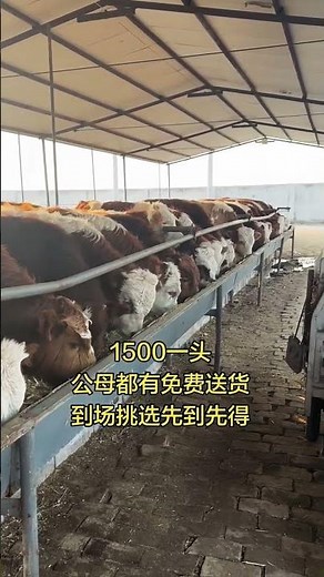 Raising Simmental Cattle | Rural Beef Farming Life