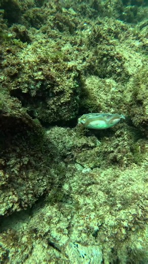Cuttlefish Eggs and Their Development Process