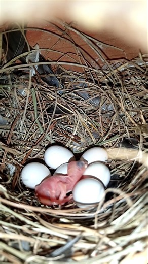 Java mini colony Hatching Start😍🐣 #birds #birdsfarming #java #chicks #nestingbox #nest #javasparrow