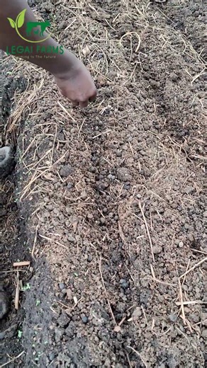 How to Plant Raddish