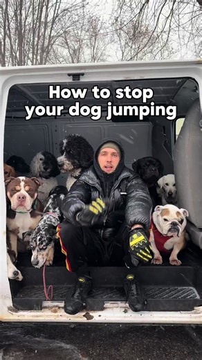 Effective Ways to Stop Your Dog From Jumping
