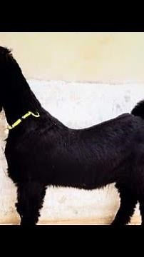 Nachi Goats Compilation| Dancing Goats Of Pakistan