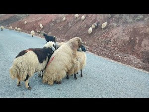 ram and sheep mating