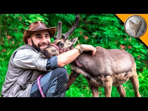 Baby Reindeer Loves Hugs!