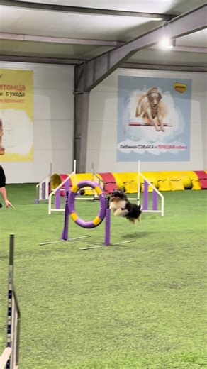 Agility Training Tips for Shelties