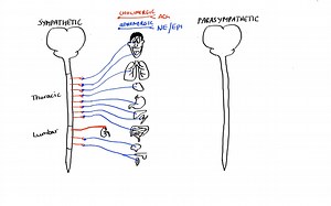 Pharmacology - AUTONOMIC NERVOUS SYSTEM (MADE EASY) - YouTube