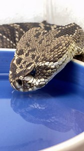 Ever seen a big rattlesnake drink water from a bowl?🤩 What a beautiful yet simple activity, it’s amazing how such a a common act for an animal can look so incredibly majestic🙌 Look at all those details what a beautiful snake😁 • • • #rattlesnake #cool #eastern #diamond #back #drinking #water #amazing #animals #wow #reptile #style #big #snakes #venomous #video #moment #fun #wild #wildlife #incredible #thirsty #drink #reels #reelsinstagram #reelsvideo #instagood #instagram #insta #instadaily | T