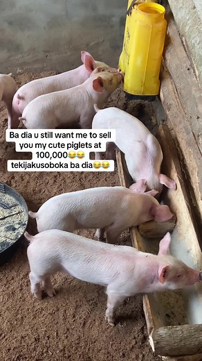 Cute Piglets for Sale at Vee Farm