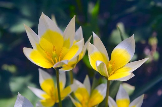 12 Types of Miniature Tulips for Your Garden