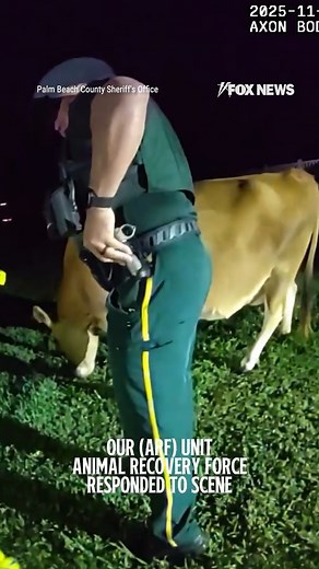 211K views · 8.4K reactions | 'UDDER' CHAOS: Deputies in Florida were led on an adventure when reports of a "suspicious suspect" turned out to be a wandering cow. | Fox News | Facebook
