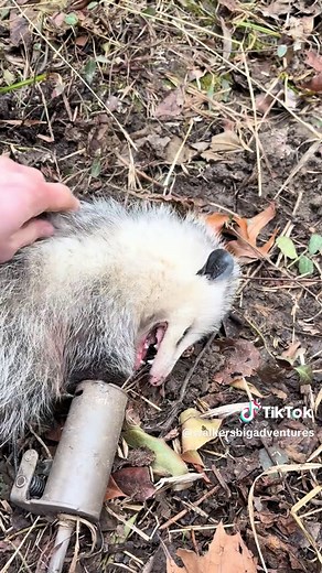 Understanding Possum Behavior and Handling Safely