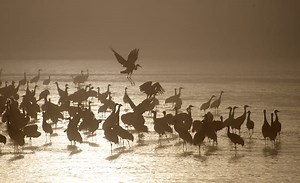 Thousands of Sandhill cranes are flocking to this spot Nebraska. Here's why and how to see it - Lonely Planet