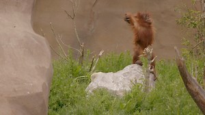 Our website has fallen over! It’s amazing that so many of you want to come back and see us and we’re overwhelmed by your lovely support. We’ve taken our booking system offline for now while we fix the issues you have kindly reported to us. Booking tickets to the zoo should be an enjoyable experience and so we’ll have an improved system up and running again next week. Thank you for bearing with us, we really appreciate it 🙏❤️️ | Chester Zoo