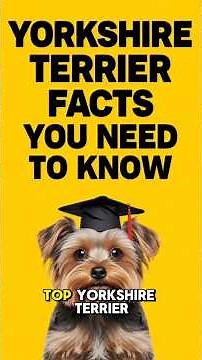 YORKSHIRE TERRIER DOG VIDEOS ✅ The TRUTH About Owning Yorkies! Pros & Cons & Puppy Behavior Training