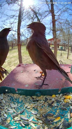 Cowbirds Still Fighting