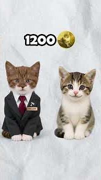Loans Explained by Cats... 53
