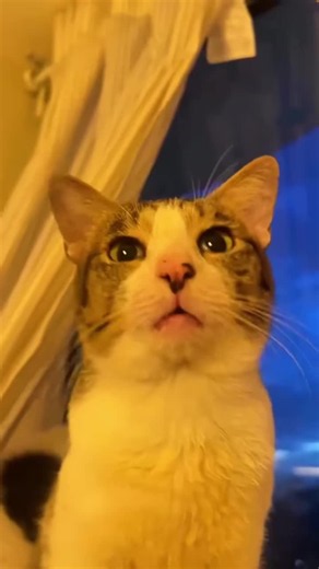 strange cats meow compilation - funny cat sounds