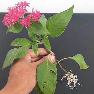 246K views · 2.5K reactions | Magic Rooting Hormone Aloe Vera Gel | Rana Craft | Facebook