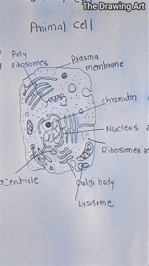 How to Draw Animal Cell ! step by step #easydrawing #shorts