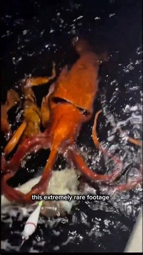 Giant Squid Caught In Japan! 😳🦑#fishing #shorts #animals #fish