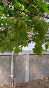 49K views · 865 reactions | Super jumbo, anggur dixon #kebunanggur #fyp #garutgrapegarden | FAjar Hambali | Facebook