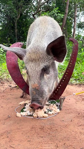 Innovative Wild Boar Pig Trap Techniques