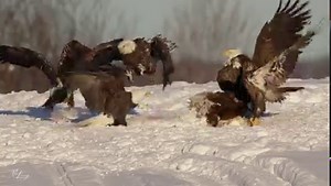Watch as 30 bald eagles feast and fight over deer carcasses! It is interesting how they seemed more concerned about the other eagles then the food! | Mike Lemery Films