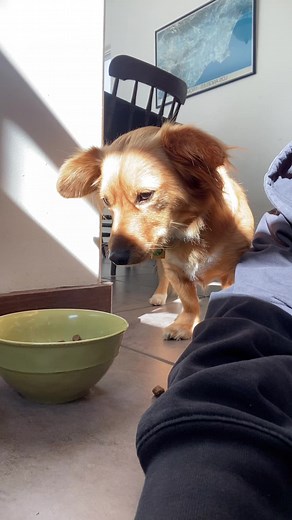 #beatbox #breakfast #beatboxchallenge #dogsoftiktok #dog #jewish #melody