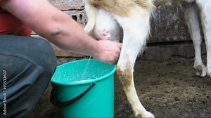 Goats Being Milked in natural way