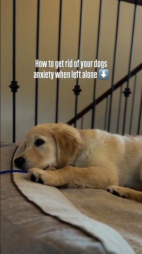 If you’re trying to figure out how to stop your dog’s separation anxiety when left alone, start here