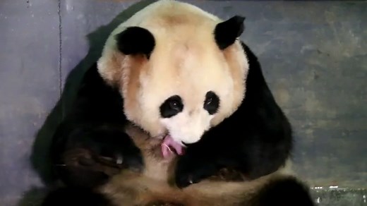 中国で生まれた双子のパンダが、ギネス世界記録に認定