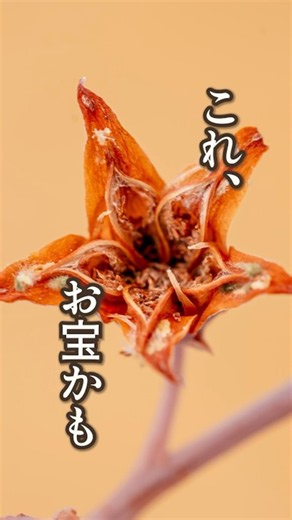 枯れた花芽の多肉植物の種｜エケベリアの育て方