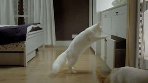 Adorable Catvertising