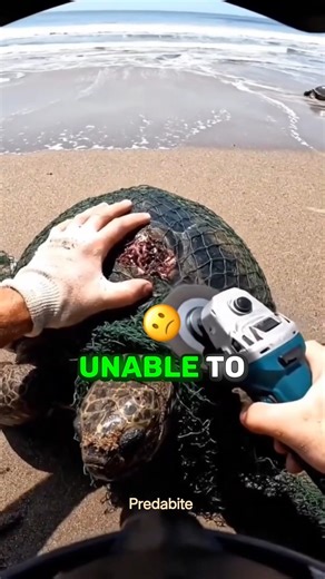 Emotional Sea Turtle Rescue 🌊🐢 #rescue #seaturtles #animalrescue