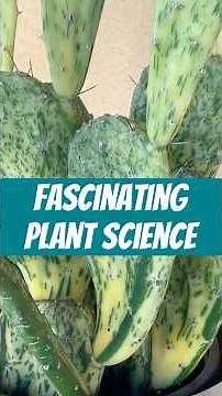 Plant Care Tips: Humidity For Plants? Why They Need It!