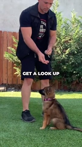 The secret to smarter, happier dogs - transformative training in action