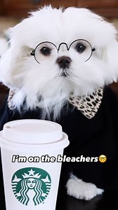 💁🏼‍♀️ • • #cute #dog #dogs #cutedogs #adorable #funny #maltese #funny #doglover #doglove #dogsofinstagram #doggo | Cocothemaltesedog