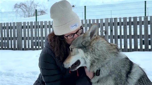 Nazgul, a Czechoslovakian wolfdog, became a viral sensation after escaping his kennel and sprinting down the Olympic cross-country course alongside skiers during the Milano Cortina Games https://reut.rs/4tO2K5J | Reuters