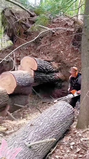 Unexpected Logger Failures: A Satisfying ASMR Experience