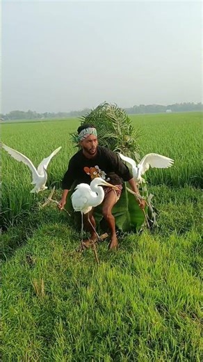 🐦 “Smart Village Setup in Paddy Field – Amazing Idea 😲 #Shorts