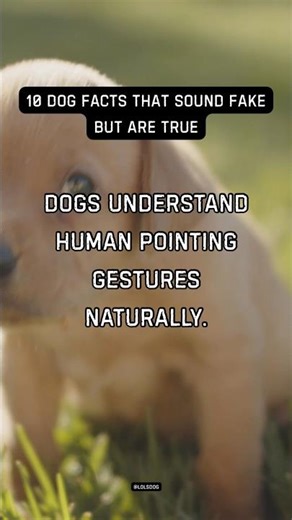 Dogs understand human pointing gestures naturally. Even chimpanzees struggle with this skill.
