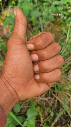 small, smelly insects#insects#nature