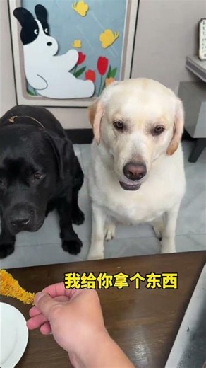 Dog: Fake stuff is no fun, let's try the real thing! #DogIsAmazing #DogsWriteTheirThoughtsOnTheir