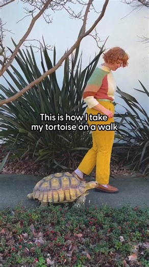 Turtle on a Stroller: A Unique Neighborhood Outing