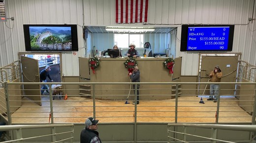 2.7K views · 25 reactions | Cow House Livestock Auction on Reels | Facebook